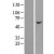 Western Blot: AARSD1 Lysate [NBL1-07166] - Western Blot experiments. 
Left-Control; Right -Over-expression Lysate for AARSD1